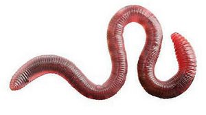 wormen